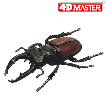 《4D MASTER》 昆蟲系列-鍬形蟲 STAG BEETLE