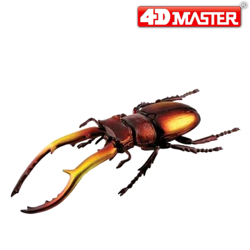 《4D MASTER》 昆蟲系列-印度鍬形蟲INDONESIA STAG BEETLE