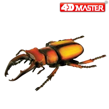 《4D MASTER》 昆蟲系列-鹿兒島鍬形甲蟲