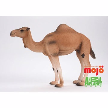 【MOJO FUN 動物模型】動物星球頻道獨家授權 - 駱駝