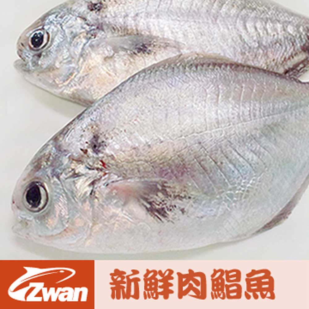 【日丸水產】特選新鮮肉鯧魚20尾(100g±10%/尾)