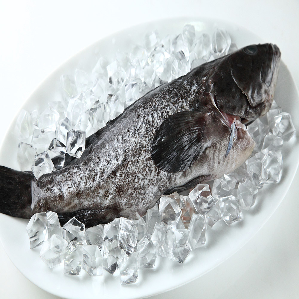 【華得水產】青斑石斑魚(500-600g/尾)