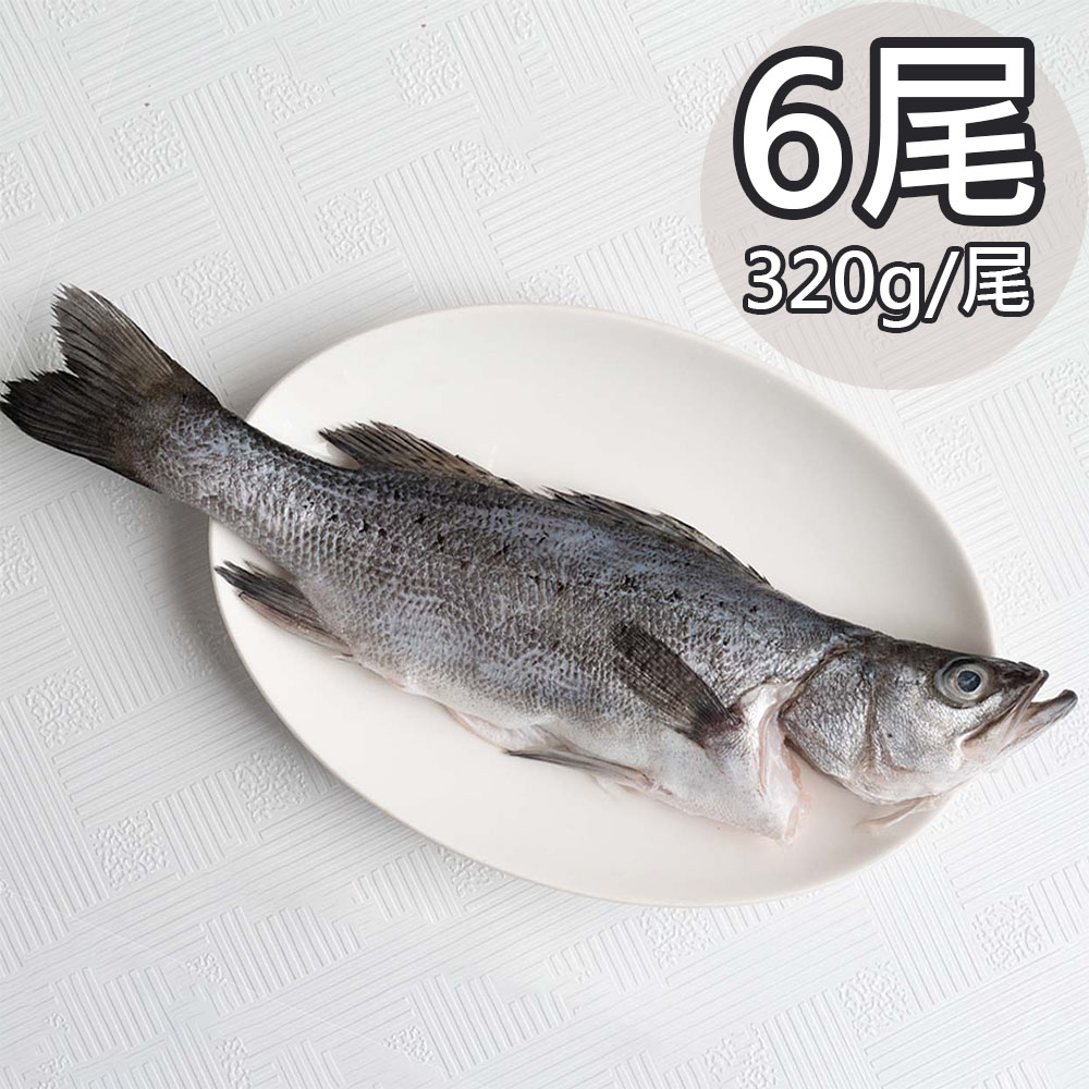 【天和鮮物】日本真鱸6尾(320g/尾)