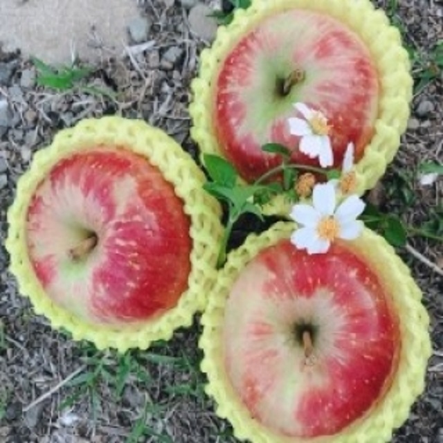 【水果達人】嚴選大顆 紐西蘭蜜蘋果12顆* 3盒