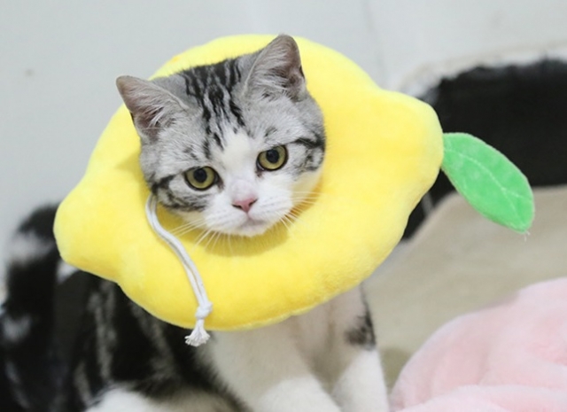 【Cat Person】貓用防舔脖圍-檸檬