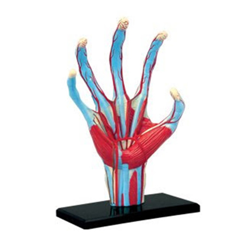 【4D Master】25097 立體拼組模型 人體解剖 教學系列 手掌