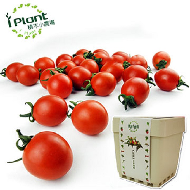 【iPlant】積木小農場 - 小蕃茄