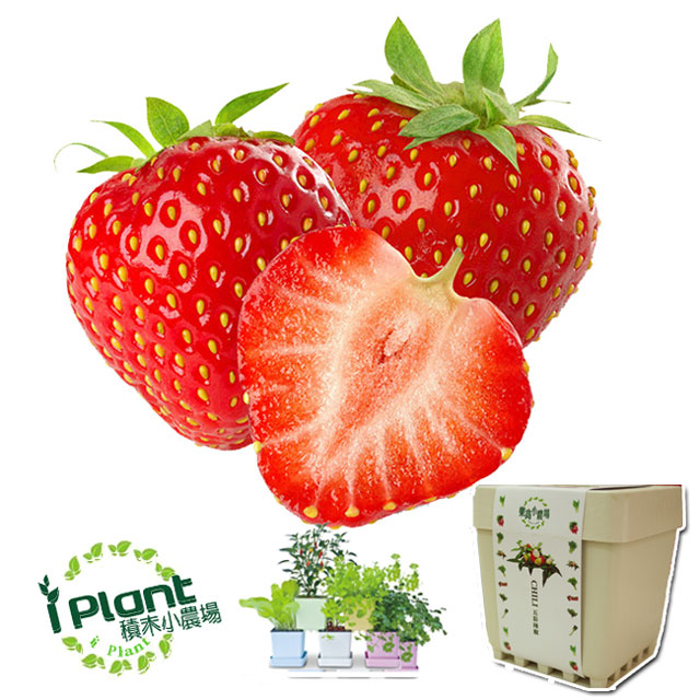 【iPlant】積木小農場 - 草莓