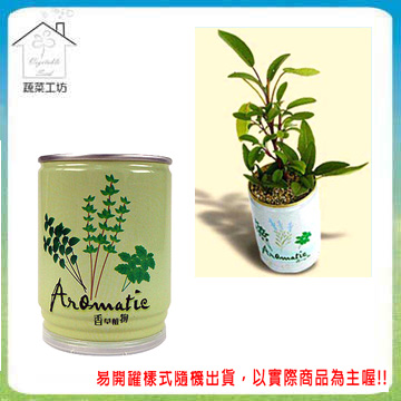 【蔬菜工坊】iPlant易開罐花卉-鼠尾草