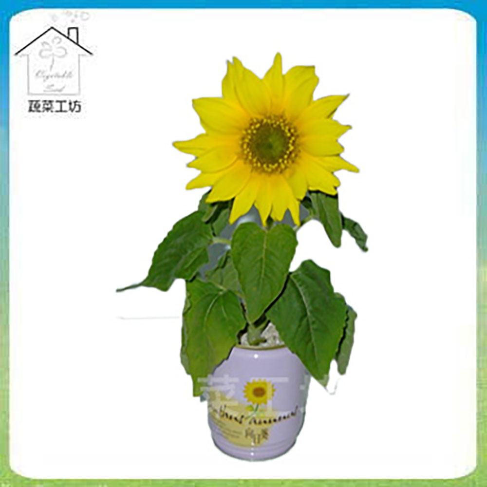 【蔬菜工坊】iPlant易開罐花卉-向日葵