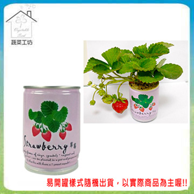 【蔬菜工坊】iPlant易開罐花卉-草莓