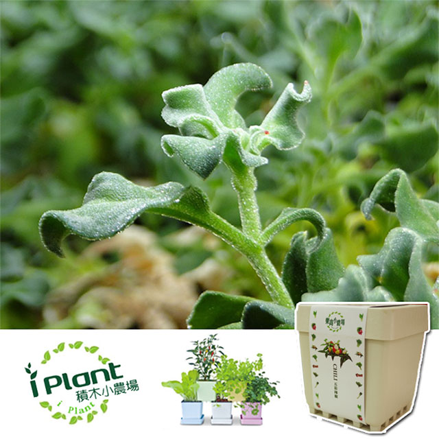 【iPlant】積木懶人盆栽 - 冰花菜