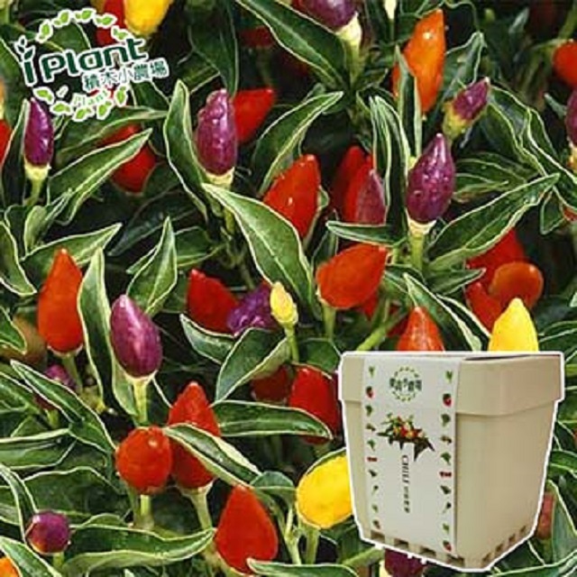 【iPlant】積木懶人盆栽 - 五彩辣椒
