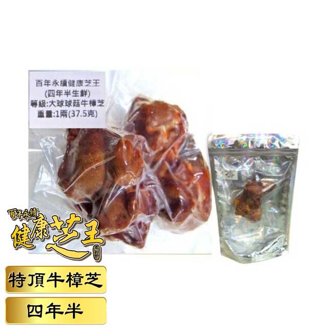 百年永續健康芝王 (四年半) 特頂大球菇牛樟芝/菇 生鮮品 37.5g/1兩