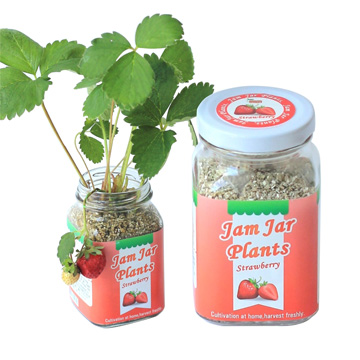 【迎光】Jam Jar Plants小植栽-迷你草莓