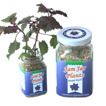 【迎光】Jam Jar Plants小植栽-紫蘇