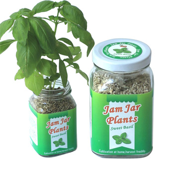 【迎光】Jam Jar Plants小植栽-甜羅勒