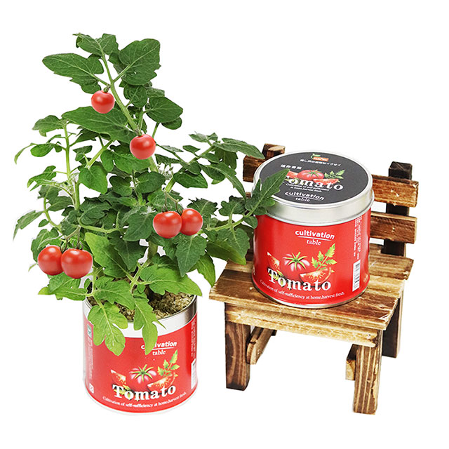 【迎光】Cultivation Table栽培罐-迷你番茄
