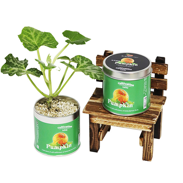 【迎光】Cultivation Table栽培罐-玩具南瓜