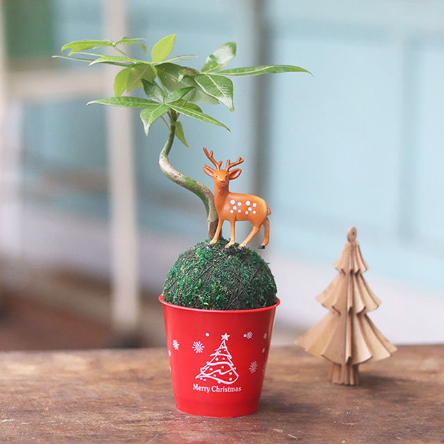 【迎光】耶誕麋鹿綠苔球-發財樹