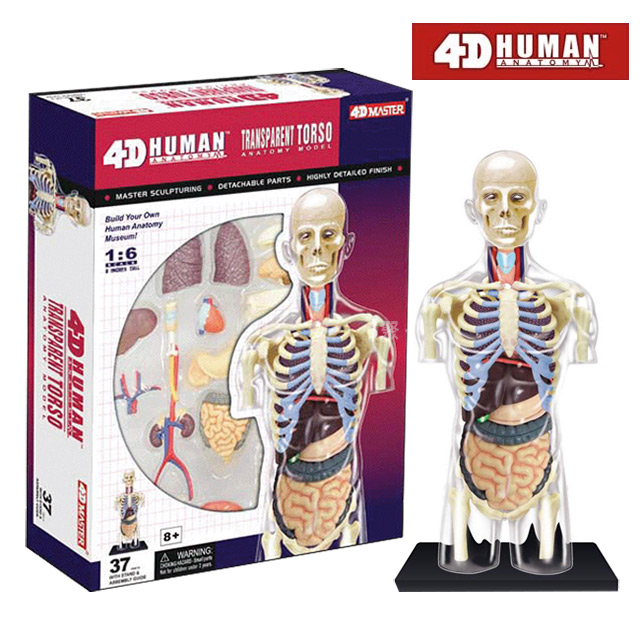 《4D MASTER》人體解剖教學模型系列 - 全透視人體(半身) 26068