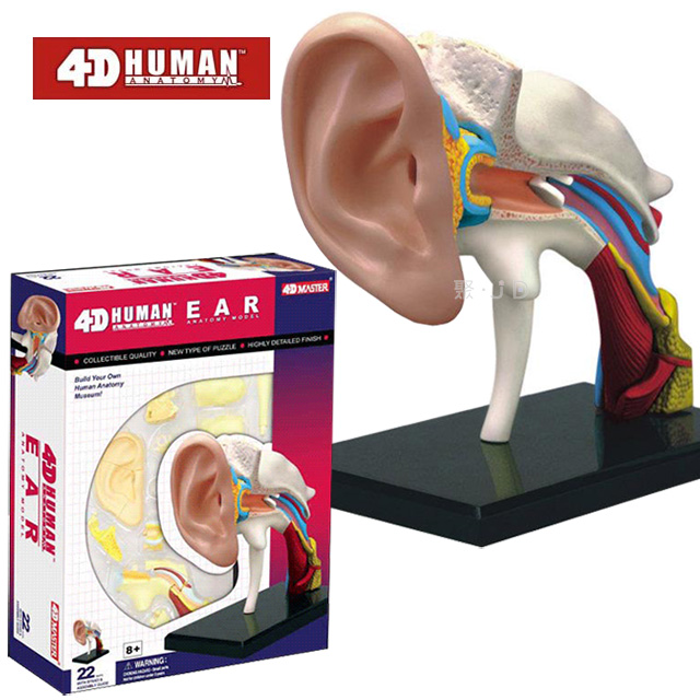 《4D MASTER》人體解剖教學模型系列 - 耳朵 26055