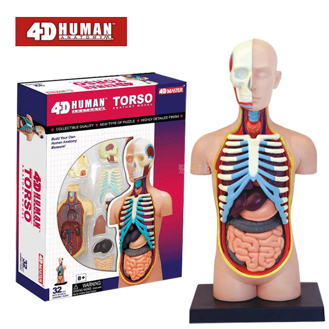 《4D MASTER》人體解剖教學模型系列 - 器官 26051
