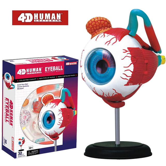 《4D MASTER》人體解剖教學模型系列 - 眼球 26054