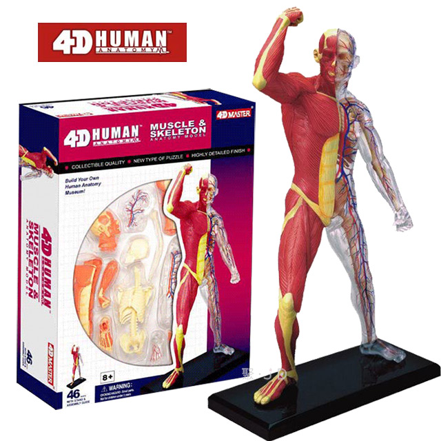 《4D MASTER》人體解剖教學模型系列 - 全身透析/肌肉與神經 26058