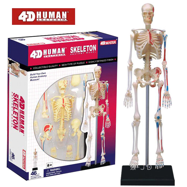 《4D MASTER》人體解剖教學模型系列 - 骨架 26059