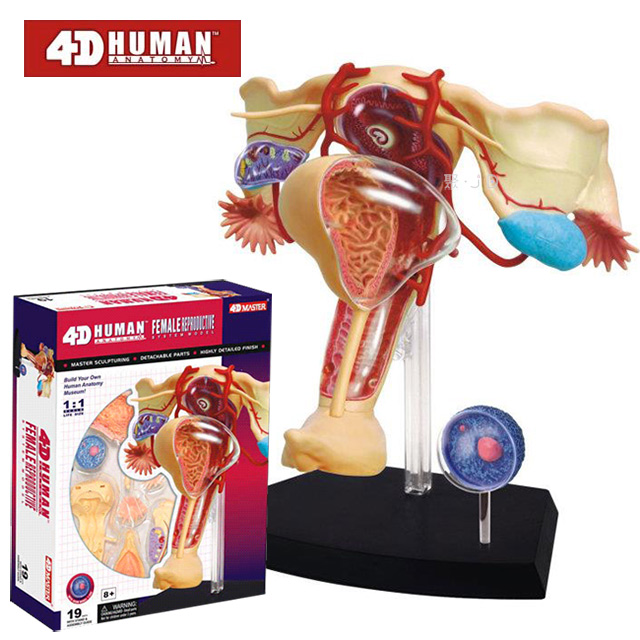 《4D MASTER》人體解剖教學模型系列 - 女性生殖系統 26062
