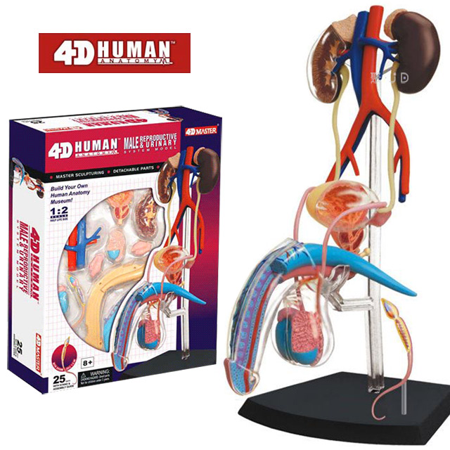《4D MASTER》人體解剖教學模型系列 - 男性生殖系統 26063
