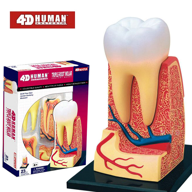 《4D MASTER》人體解剖教學模型系列 - 牙齒 26061