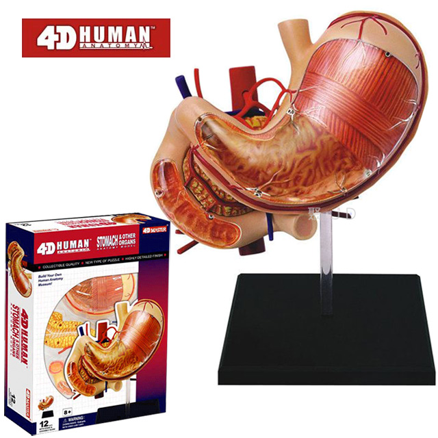 《4D MASTER》人體解剖教學模型系列 - 胃 26065