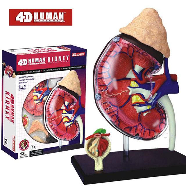 《4D MASTER》人體解剖教學模型系列 - 腎臟 26067
