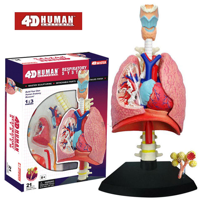 《4D MASTER》人體解剖教學模型系列 - 呼吸系統 26082