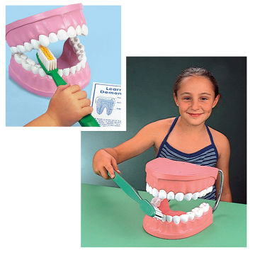 【華森葳兒童教玩具】科學教具系列-超大牙齒模型 N6-TH001
