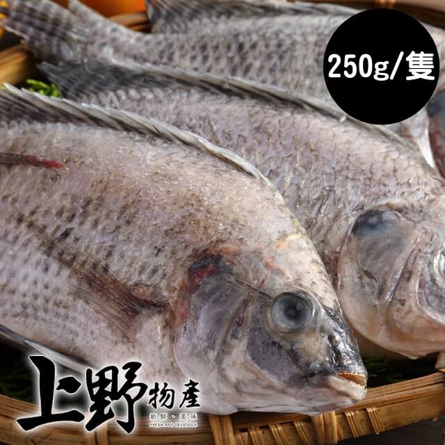 【上野物產】嚴選台灣鯛魚 (250g土10%/隻) x24隻