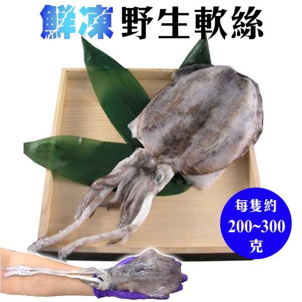 【滿777免運-海肉管家】鮮凍野生軟絲(1隻/每隻約200~300g±10%)