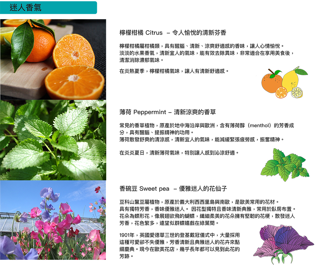 綠易潔nature Clean 加拿大環保檸檬柑橘洗手露500ml Pchome 24h購物