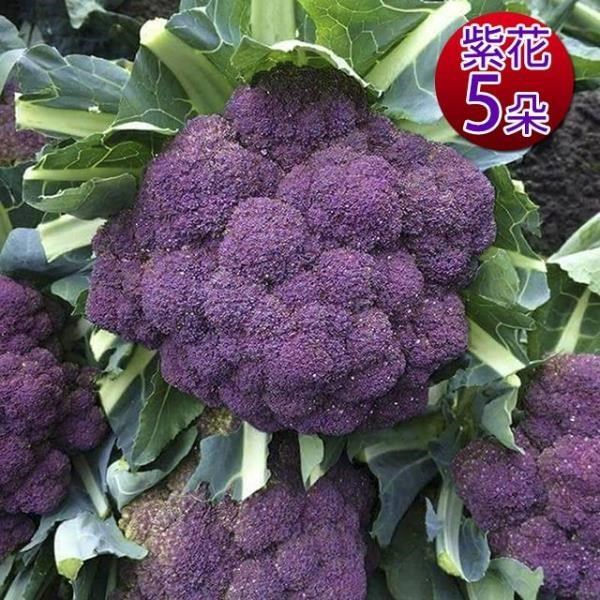 鮮採家 雲林產地直送軟嫩帶葉紫花椰菜5朵 單顆約525 10 Pchome 24h購物