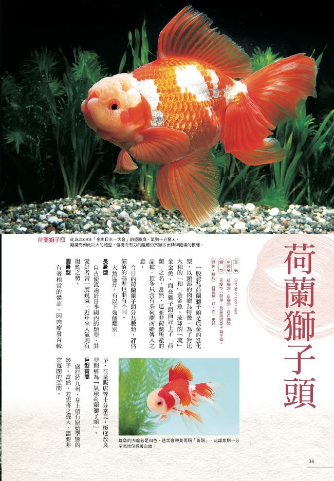 給新手的金魚鑑賞ｘ飼養指南 Pchome 24h書店