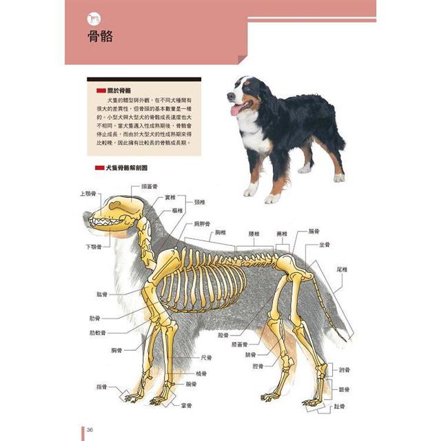 犬學大百科 圖解完整版 一看就懂 終身受用的狗狗基礎科學 二版 Pchome 24h書店 犬學大百科 圖解完整版 一看就懂 終身受用的狗狗基礎科學 二版 Pchome 24h書店